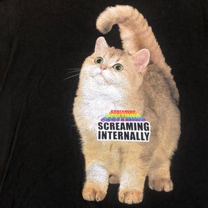 chocolate dapple dachshund